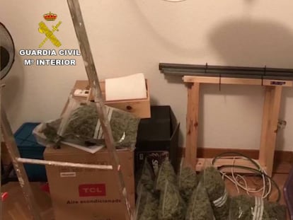 Plantas de marihuana almacenadas en el chal&eacute; de Tres Cantos.