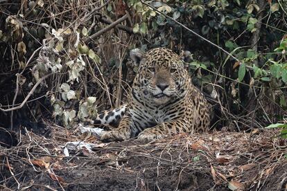 Un jaguar reposa cerca de un tronco humeante a orillas del río Miranda, en el Pantanal brasileño, de cerca Aquidauana, el 20 de noviembre. La mitad de los jaguares del mundo vive en Brasil, y la mayoría están concentrados en el Pantanal.