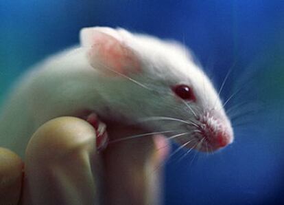 Un ratón del Laboratorio Jackson (EE UU) modificado para imitar enfermedades humanas