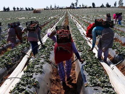 Agricultoras recogían fresas para la exportación en Moulay Bousselham, a 140 kilómetros al norte de Rabat, en 2014.
