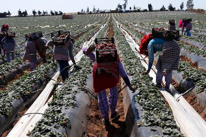 Agricultoras recogían fresas para la exportación en Moulay Bousselham, a 140 kilómetros al norte de Rabat, en 2014.