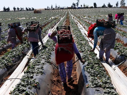 Agricultoras recogían fresas para la exportación en Moulay Bousselham, a 140 kilómetros al norte de Rabat, en 2014.