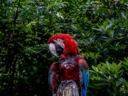 El loro del Bioparque La Reserva, que se arranca las plumas como consecuencia del maltrato recibido al ser traficado.
