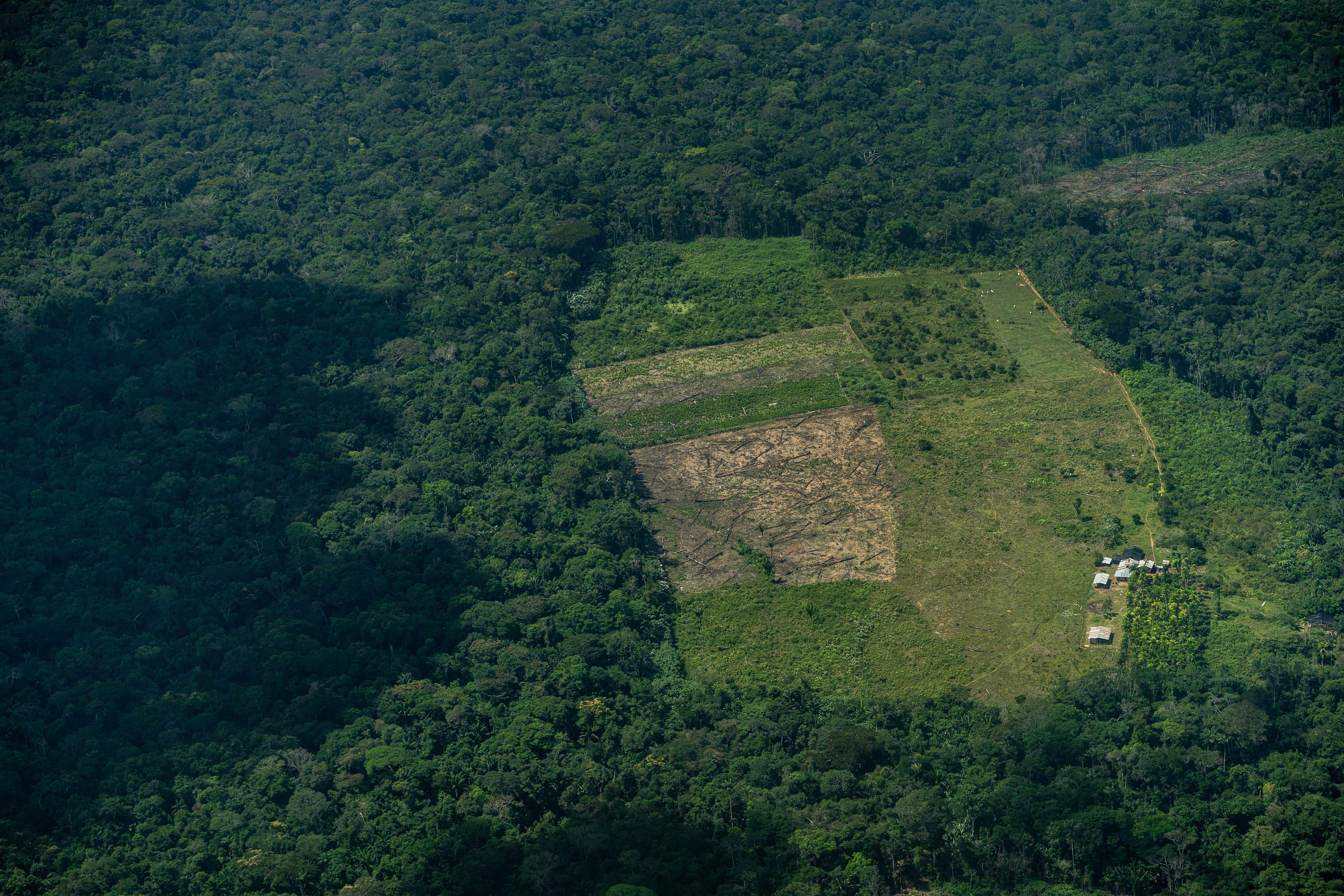 América Latina en defensa de sus bosques: contribuciones de la sociedad civil para lograrlo