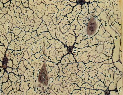 Trozo de un corte de la sustancia gris del cerebro según un dibujo de Ramón y Cajal.