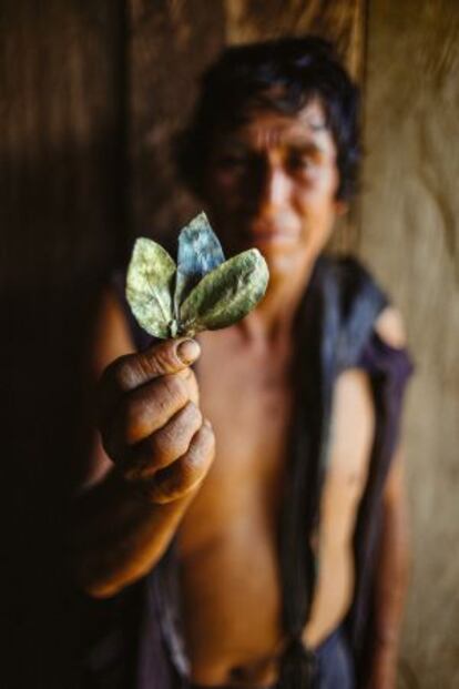 Un campesino ense&ntilde;a hojas de coca ya secas y preparadas para mascar.