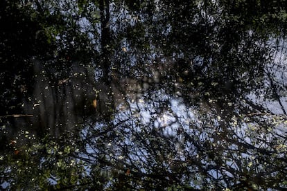 Aunque sobre el papel las políticas contra el tráfico son muy restrictivas, conservar este enorme tesoro natural no es tarea fácil. Ni para los líderes ambientales –siendo esta la nación donde más ecologistas asesinan– ni para los proyectos de conservación como el de Lozano y Sandra Zangen, cofundadora, a los que la falta de financiación se les vuelve en contra. “Somos una fundación sin ánimo de lucro que creamos este centro con nuestros ahorros y como un aporte al país. Las donaciones que recibimos son prácticamente privadas. El Gobierno no aporta nada, aunque esto es un legado enorme para el país”, dice.