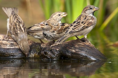 Cuatro gorriones comunes, una de las especies más afectadas por prácticas ilegales.