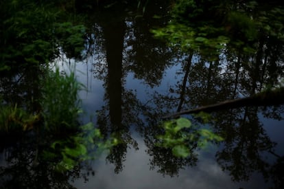 Los árboles se reflejan en un río en el bosque de Bialowieza, el último bosque virgen en Europa, cerca del pueblo de Bialowieza (Polonia).