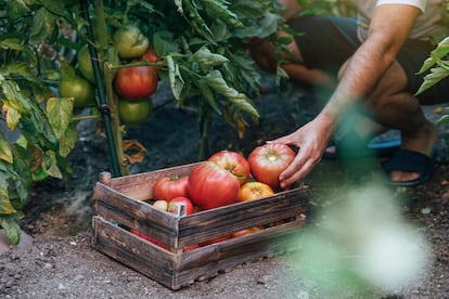 Los tomates de septiembre alcanzan el punto óptimo de dulzura y acidez.