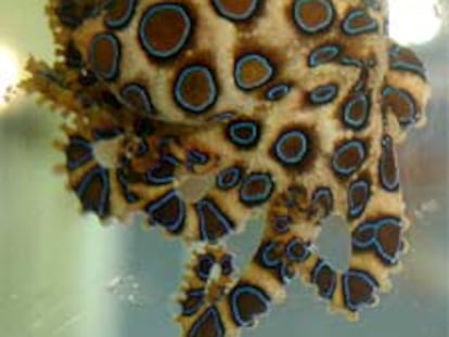 Pulpo de anillos azules, muy venenoso.