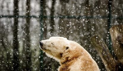 Un oso polar permanece bajo la nieve en su recinto del zoo de Dierenrijk en Nuenen (Holanda).