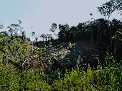 "Cada vez que cortamos un árbol, cada vez que destruimos un bosque, cada vez que ensuciamos un río...decimos sí al calentamiento global, sí a la destrucción de los recursos naturales. ¿Os imagináis viviendo en un mundo sin árboles, sin plantas, sin recursos naturales? ¿Qué será del ser humano? Cuidemos de nuestros bosques, como este de Bata, porque sin ellos nuestro planeta no tiene vida", sostiene Leoncio Bayeme, el autor de este paisaje.