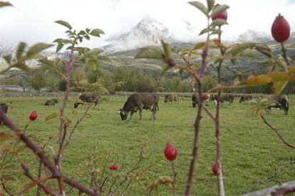 El color rojo fuerte de los escaramujos (frutos del rosal silvestre) enmarca a las vacas paciendo en una pradera de la comarca leonesa de Babia.