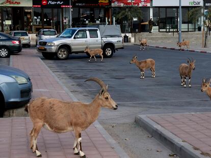 Unas cabras caminan por una calle de la ciudad israelí de Mitzpe Ramon el pasado 4 de febrero, durante el confinamiento de la ciudad.