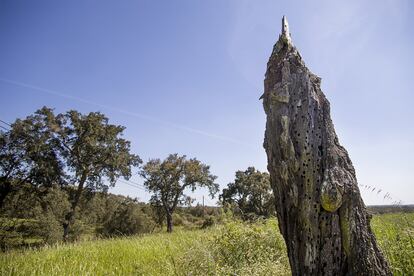 Restos de un árbol muerto por la acción de diferentes plagas.