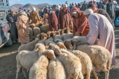 Venta de ganado en el pueblo de Imilchil, en el Atlas Medio (Marruecos), durante el festival nupcial anual que se celebra en septiembre.