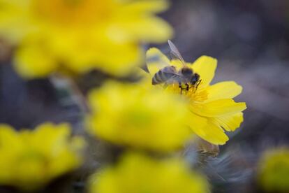 Una abeja recolecta polen de una flor temprana en el Parque Nacional Koros-Maros, Budapest, Hungría, el 17 de marzo de 2019.