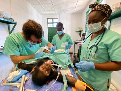 El veterinario Luis Flores en el centro de primates donde trabaja en la República Democrática del Congo. / ITSASO VÉLEZ DEL BURGO