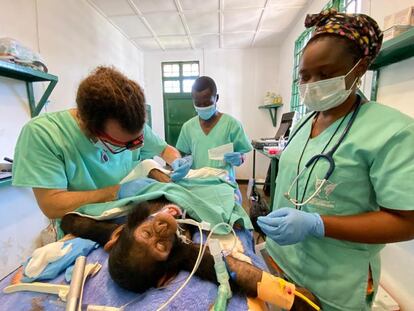 El veterinario Luis Flores en el centro de primates donde trabaja en la República Democrática del Congo. /  ITSASO VÉLEZ DEL BURGO