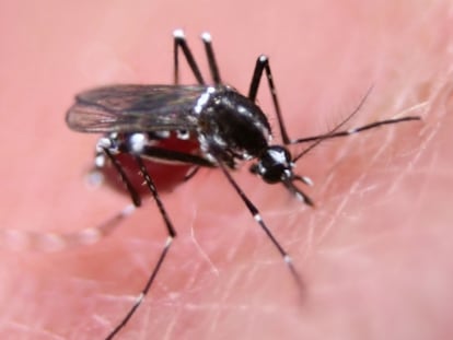 Mosquito salvaje hembra de la especie 'Aedes aegypti' chupando sangre.