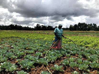 Teresia Wanjiku riega su campo de coles.