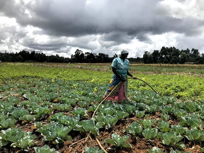 Teresia Wanjiku riega su campo de coles.