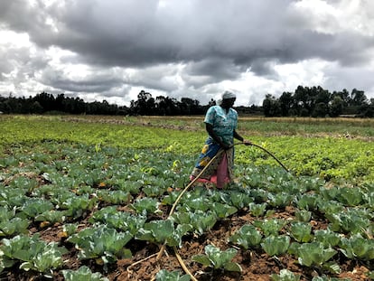 Teresia Wanjiku riega su campo de coles.