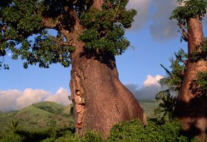Un hombre junto a un árbol Baobad en Comoras.