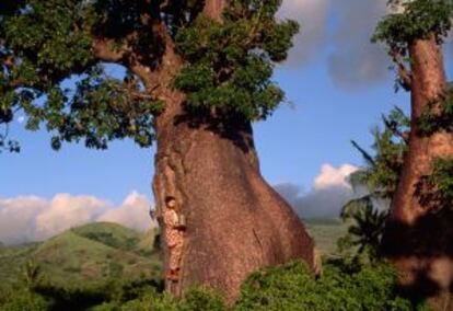 Un hombre junto a un &aacute;rbol Baobad en Comoras.