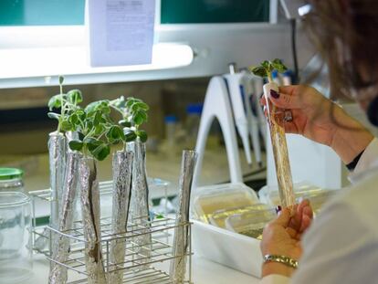 Una investigadora del Departamento de Microbiología y Genética revisa unos ejemplares de leguminosas