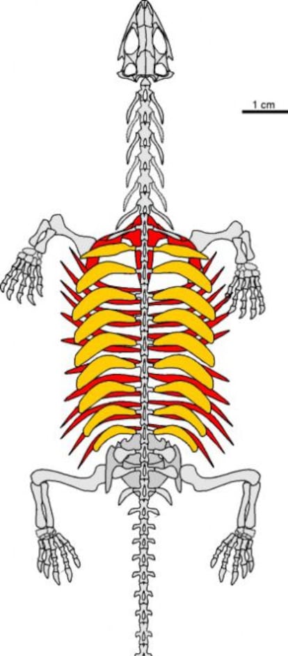 Vista dorsal del esqueleto de 'Pappochelys rosinae', en la que se aprecia su 'protocaparazón'.