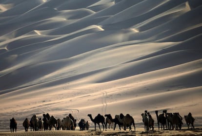 Un grupo de camellos caminan por las dunas del desierto donde se celebra el Dhafra Camel Festival Mazayin.