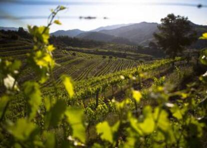Viñedos en el Priorat.