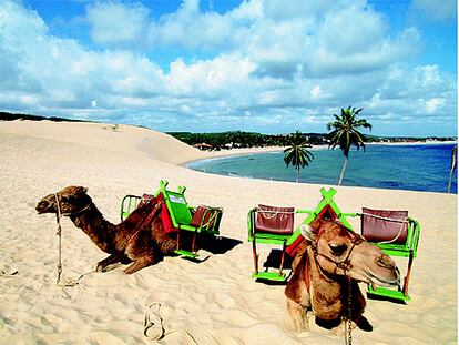 Dromedarios en una playa de Natal, en Brasil, uno de los destinos con ofertas en estas semanas.