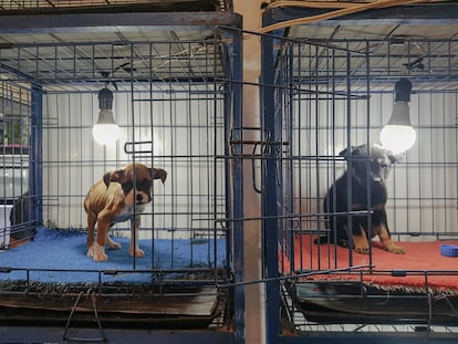 Dos cachorros valorados en 1.800 pesos en el mercado de Sonora. 