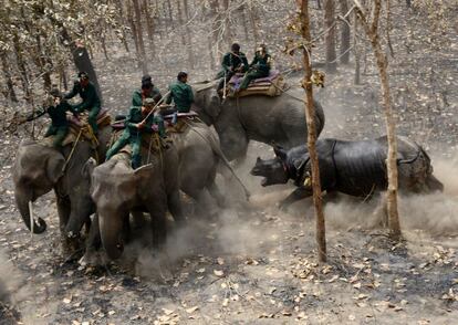 Un rinoceronte carga contra un equipo técnico y forestal tras ser liberado por parte de un proyecto de reubicación del parque nacional de Chitwan, a unos 250 kilómetros al Sur de Katmandú (Nepal).