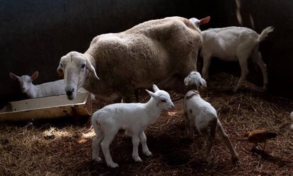 Los cabras jóvenes con sus madre.