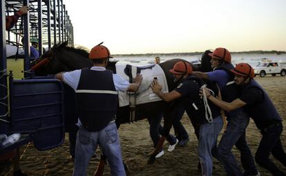 A diferencia del hipódromo inglés, salvo en la zona de llegada, donde se habilitan carpas con zonas de restauración y apuestas oficiales, y se pueden ver ropas más formales, el público de las carreras de caballos de Sanlúcar asiste en bañador y chanclas a una competición incluida en el Turf nacional. En la imagen, varios trabajadores con uno de los caballos antes de la carrera.