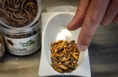 TIENDA DE VENTA DE INSECTOS COMESTIBLES EN EL MERCADO DE RUZAFA