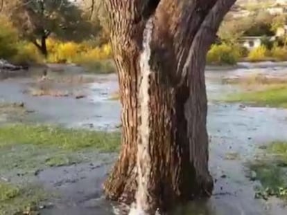 Un centenario árbol de moreras lleva 25 años actuando como fuente en Dinosa, un pueblo de Montenegro