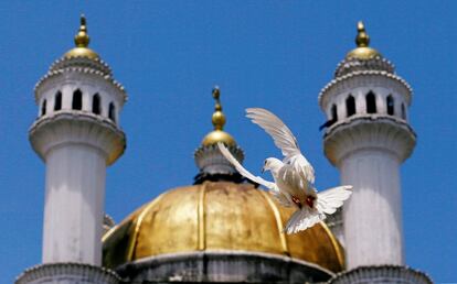 Una paloma blanca cerca de la mezquita en Colombo (Sri Lanka). 