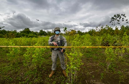 Un soldado colombiano durante una operación para erradicar cultivos de coca en Tumaco, Nariño, en diciembre de 2020.