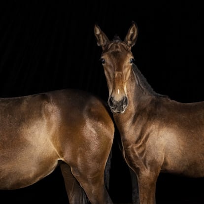 Dos potros nacidos en 2020 en la yeguada Arroyomonte (Ávila), donde Fidel Sáez y su familia crian caballos que destacan en la doma clásica, una modalidad para la cual tienen mucha aptitud física los PRE.
