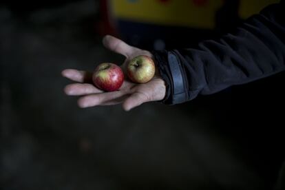 Las manzanas consideradas demasiado pequeñas para ser vendidas en los supermercados son recogidas con orgullo por los trabajadores de Fruta Fea. Más de 1.300 millones de toneladas de comida son desperdiciadas cada año en todo el mundo.