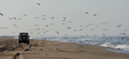 Un vehículo transita por una playa del parque de Doñana.