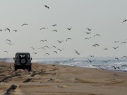 Un vehículo transita por una playa del parque de Doñana.