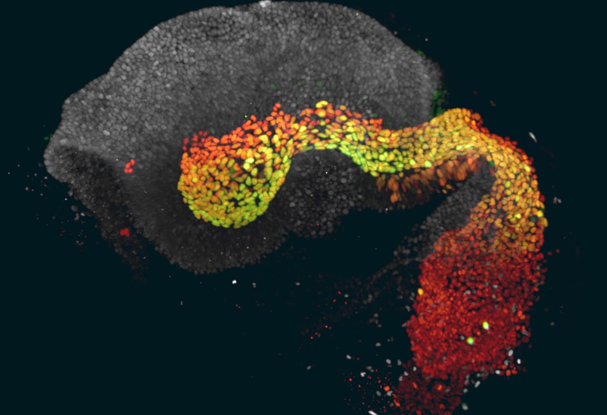 Un modelo de embrión reproduce por primera vez la semana más misteriosa de la formación de un ser humano