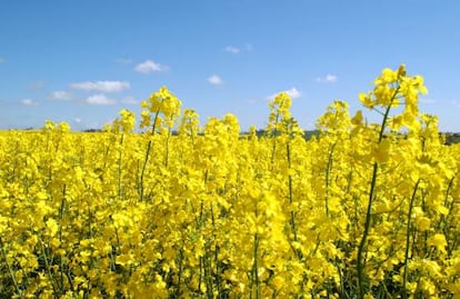 Un campo en cánola en flor