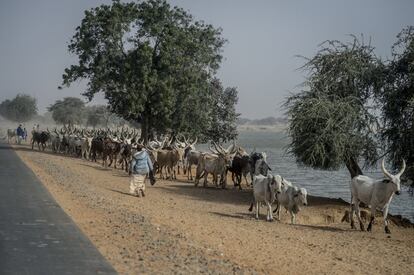 Unos pastores conducen una recua de bueyes hasta Diffa muy cerca de uno de los brazos del río Komadougou Yobe. La única frontera natural que separa al noreste de Nigeria controlado por Boko Haram y a la región de Diffa, en Níger, es este río estacional que emerge tras la temporada de lluvias y desemboca en el Lago Chad. Sin embargo, tras las precipitaciones veraniegas se va secando progresivamente, lo que permite atravesar la frontera por cualquier punto sin ningún problema a partir de los meses de enero y febrero. El descenso del nivel de las aguas del río ha favorecido una intensificación de los ataques de la secta radical en Níger en las últimas semanas.